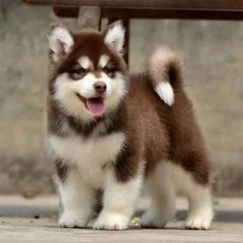 犬舍直销批发价格出售阿拉斯加雪橇犬